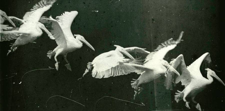 1882-etiennesjulesmarey-pelican.jpg